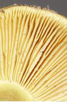 Photo Texture of Mushroom 0019